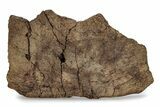Dinosaur (Triceratops) Frill Shield Edge - Wyoming #356928-1